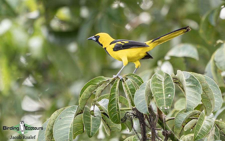 Costa Rica birding report