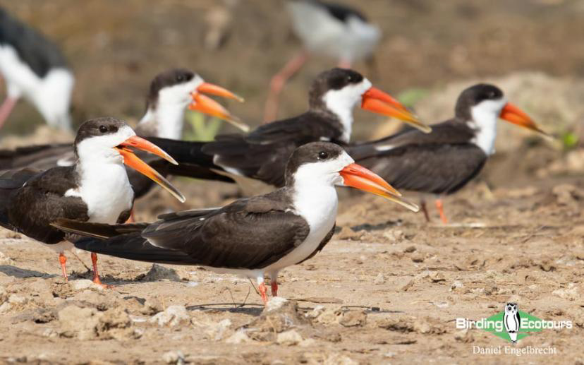 Uganda Birding Tour Report