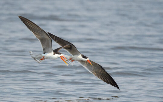 Botswana Birding Safari