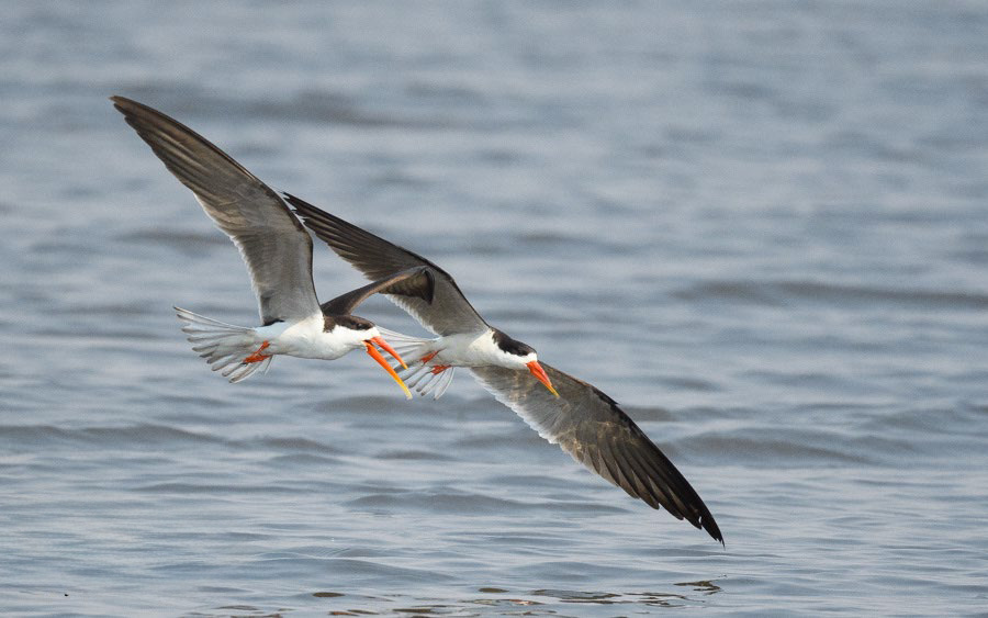 Botswana Birding Safari
