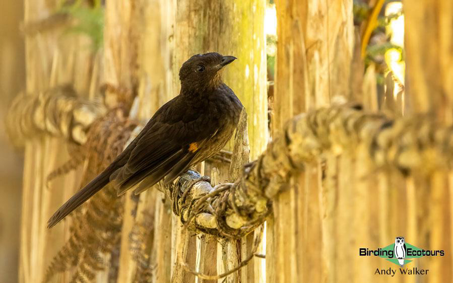 Papua New Guinea Bird Tour
