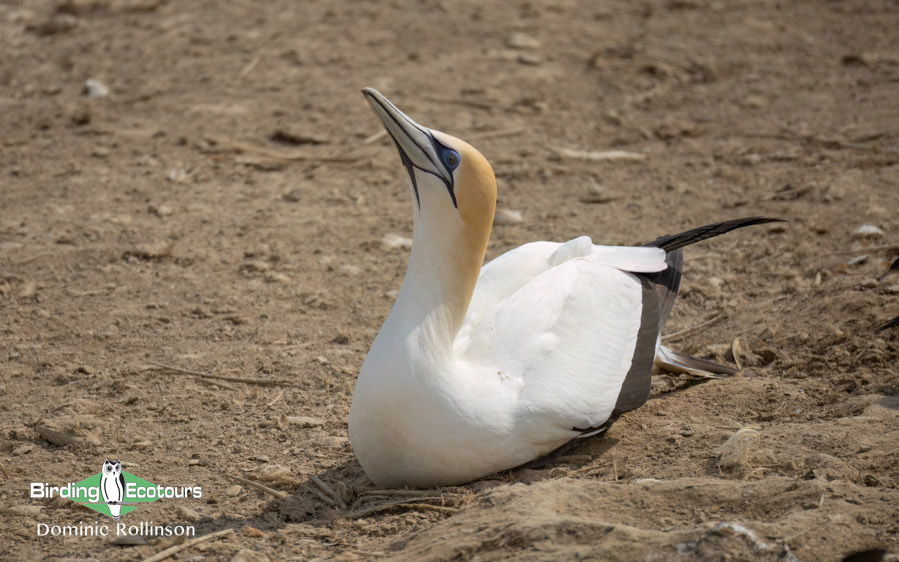 Western South Africa Birding Tour