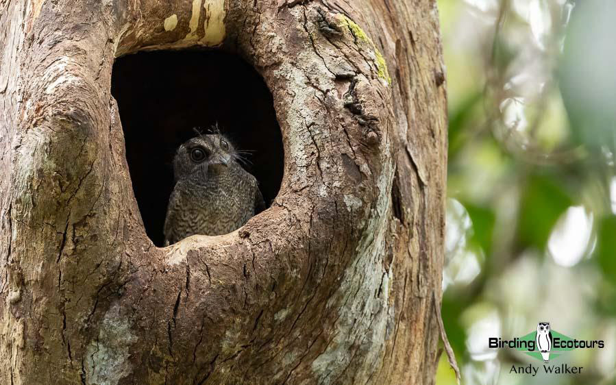 Papua New Guinea Bird Tour