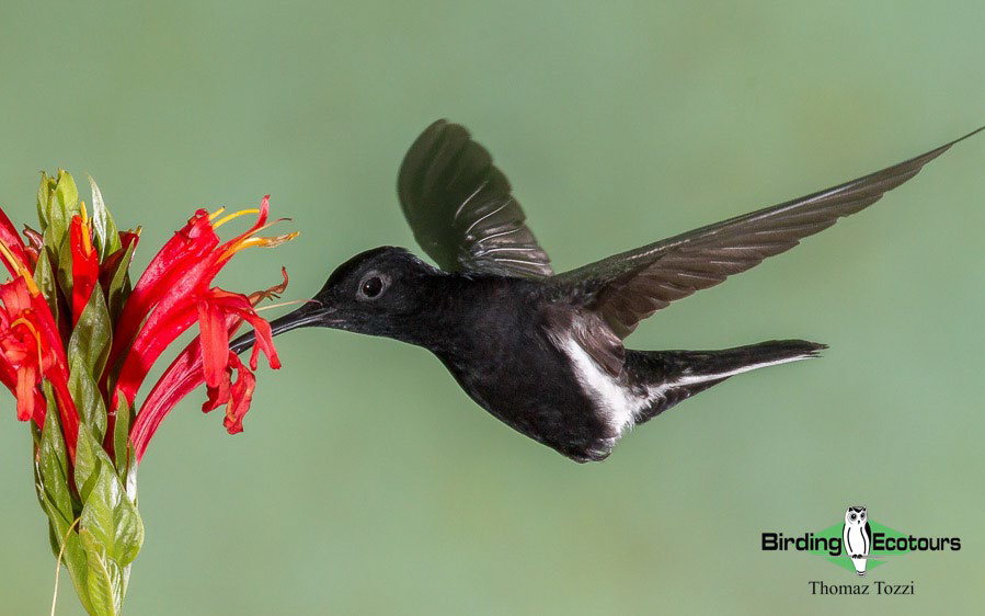 best places to see hummingbirds