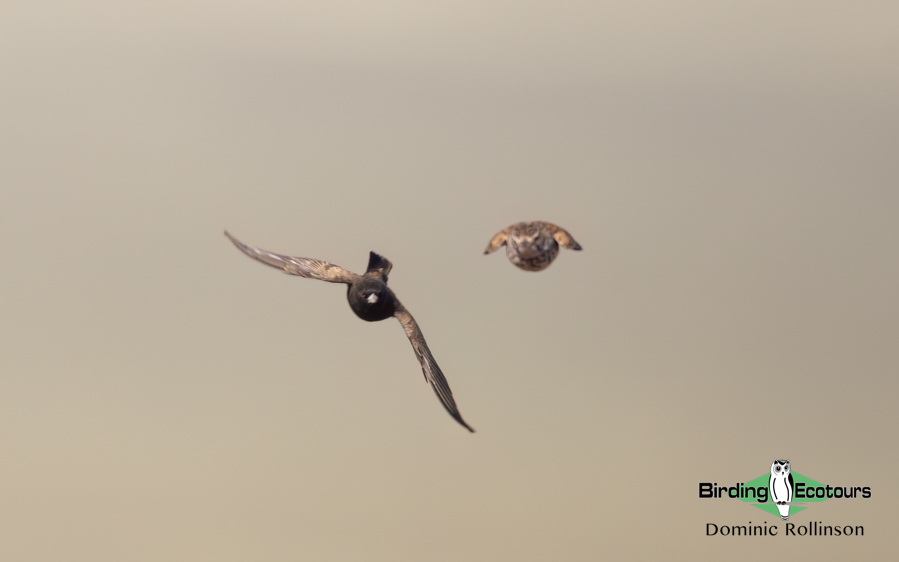 Western South Africa Birding Tour