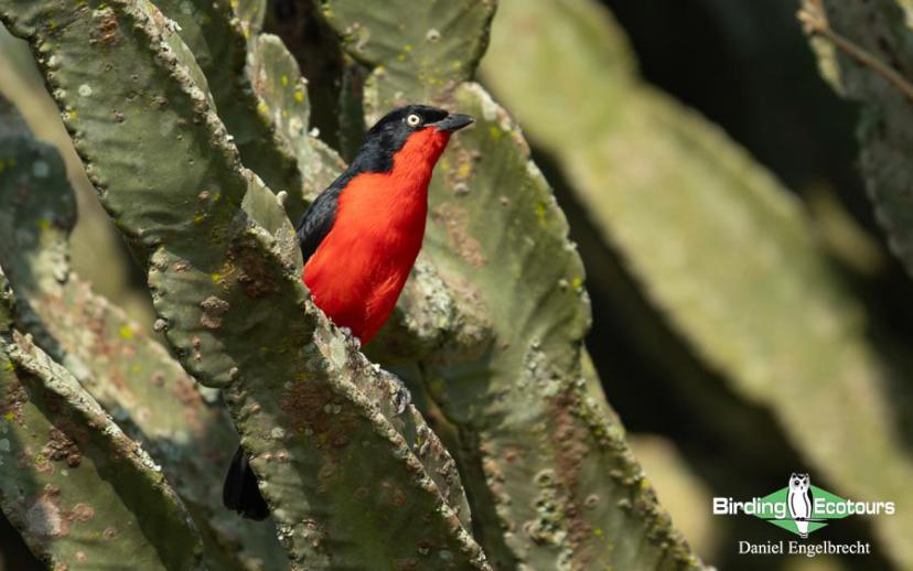 Uganda Birding Tour Report