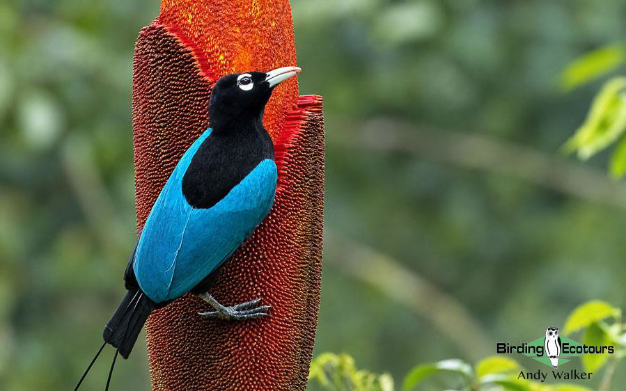 Papua New Guinea Bird Tour
