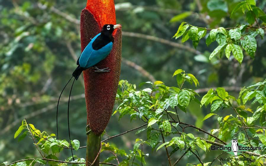 Papua New Guinea Bird Tour