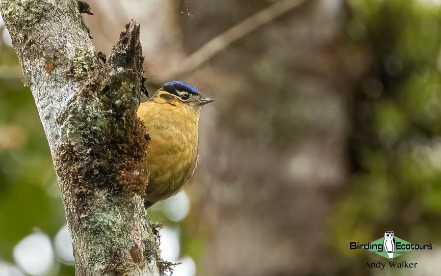 Papua New Guinea Bird Tour