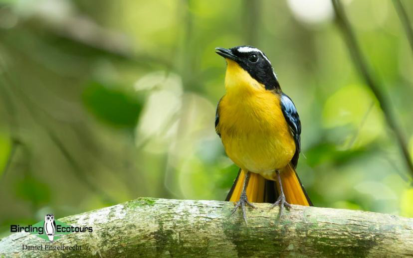 Uganda Birding Tour Report