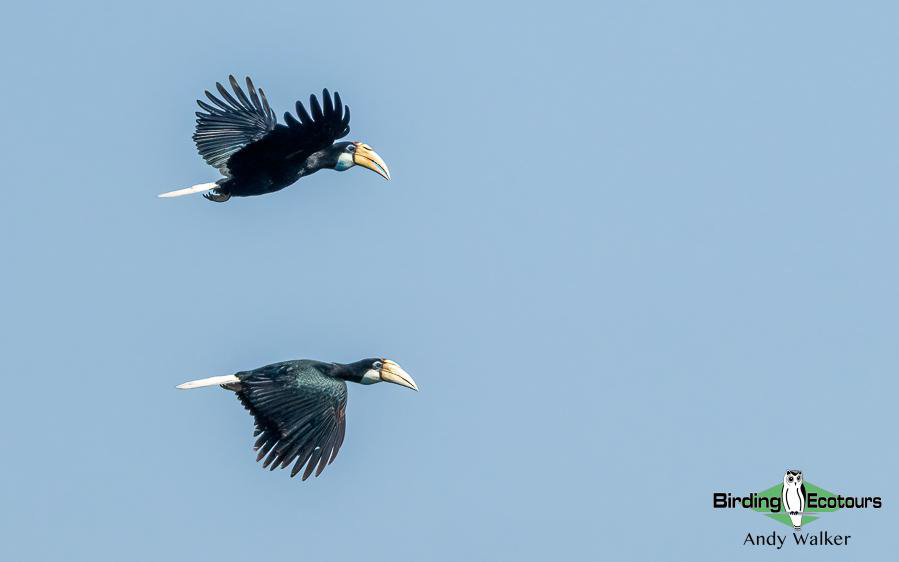 Papua New Guinea Bird Tour