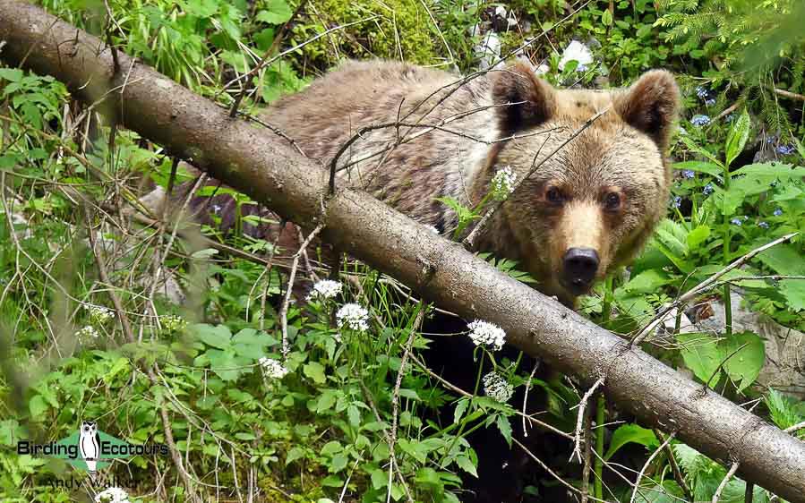 Transylvanian Brown Bear Extension