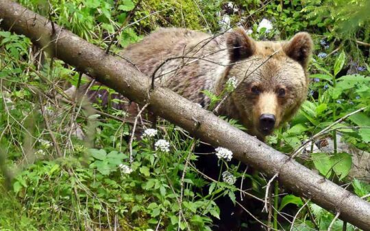 Transylvanian Brown Bear Extension