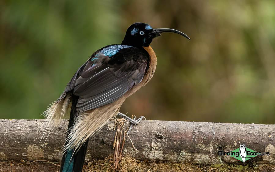 Papua New Guinea Bird Tour