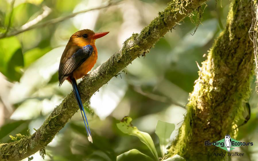 Papua New Guinea Bird Tour