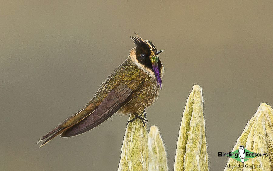 best places to see hummingbirds