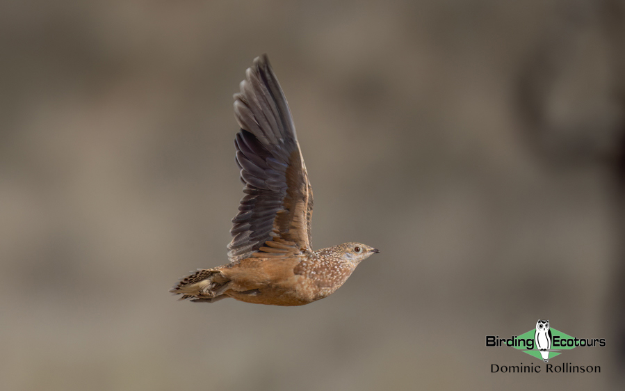 Western South Africa Birding Tour