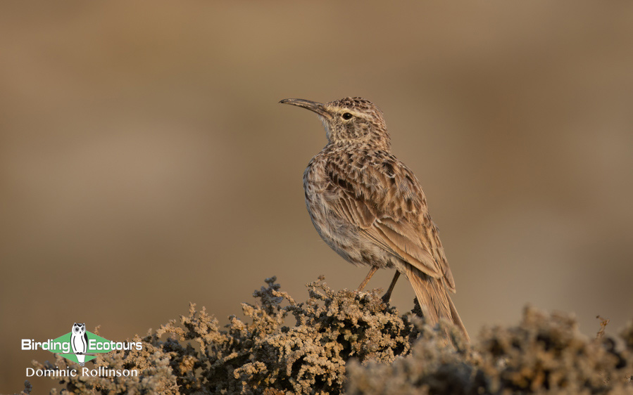 Western South Africa Birding Tour