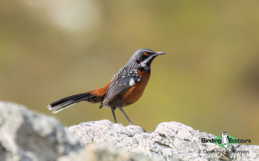 Western South Africa Birding Tour