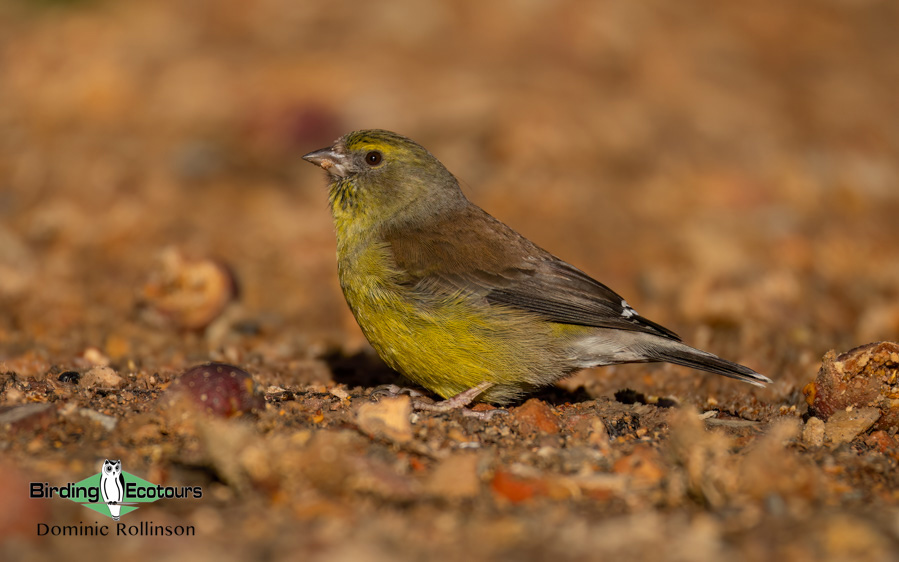 Western South Africa Birding Tour