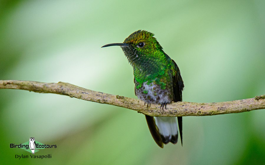 best places to see hummingbirds