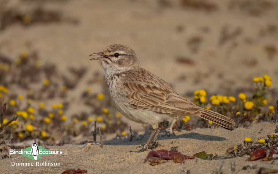 Western South Africa Birding Tour