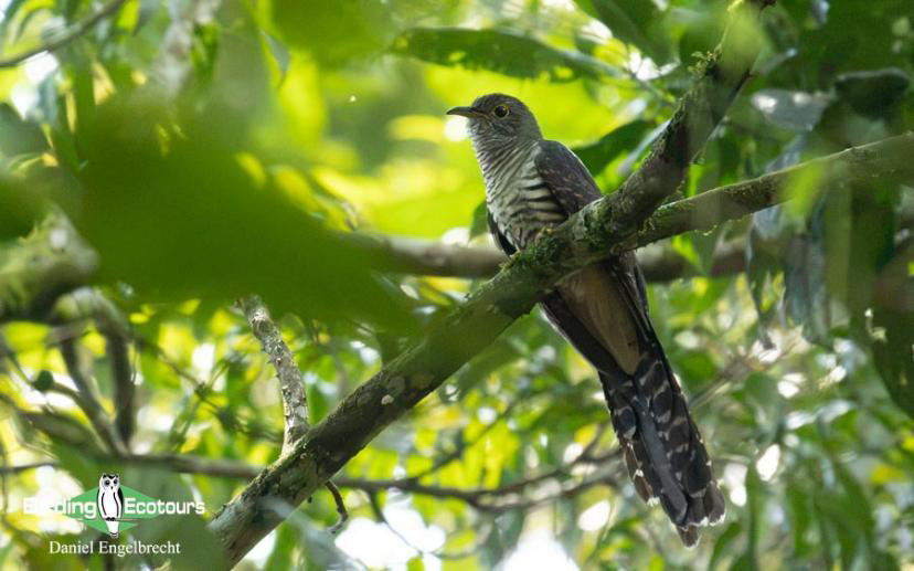 Uganda Birding Tour Report