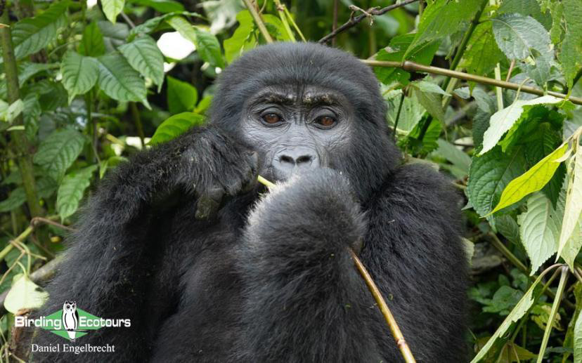 Uganda Birding Tour Report