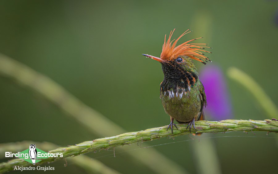best places to see hummingbirds
