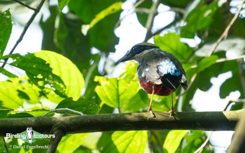 Uganda Birding Tour Report