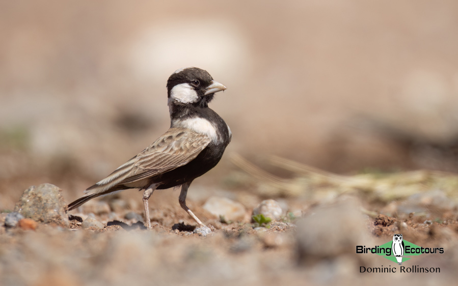 Western South Africa Birding Tour