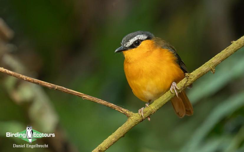 Uganda Birding Tour Report