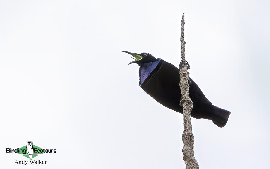 Papua New Guinea Bird Tour
