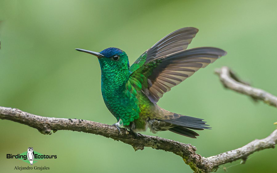 best places to see hummingbirds