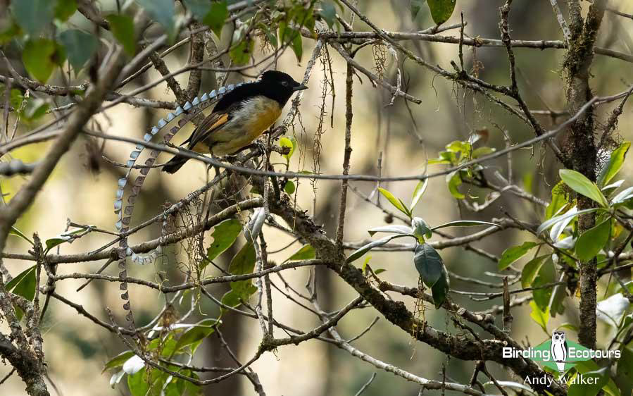 Papua New Guinea Bird Tour