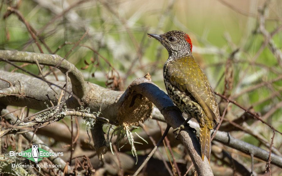 Western South Africa Birding Tour