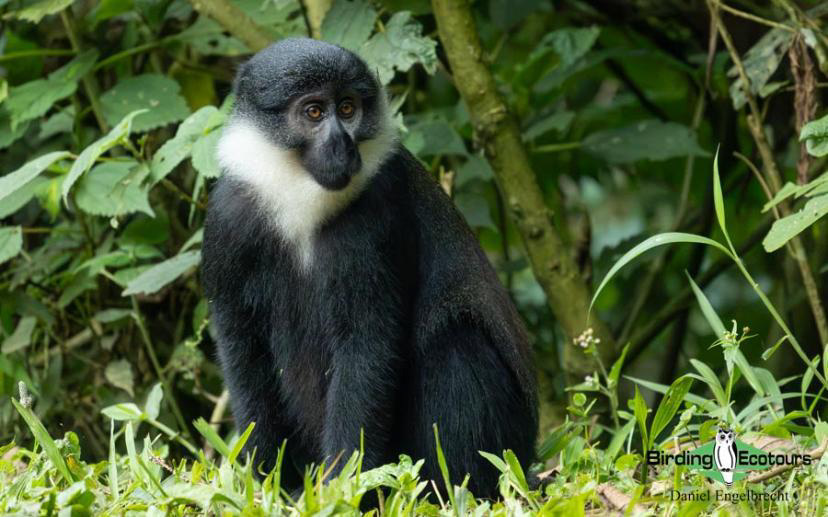 Uganda Birding Tour Report