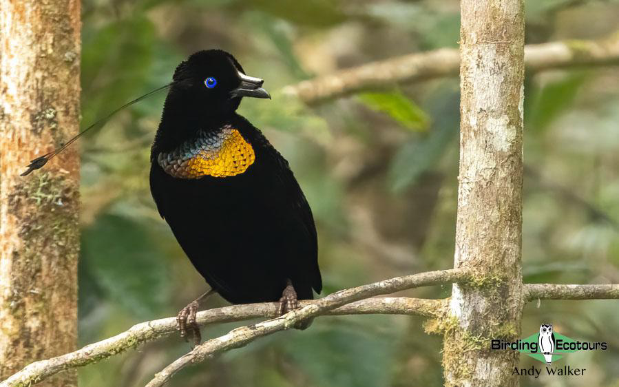 Papua New Guinea Bird Tour