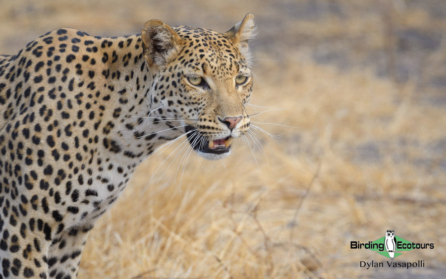 Botswana Birding Safari