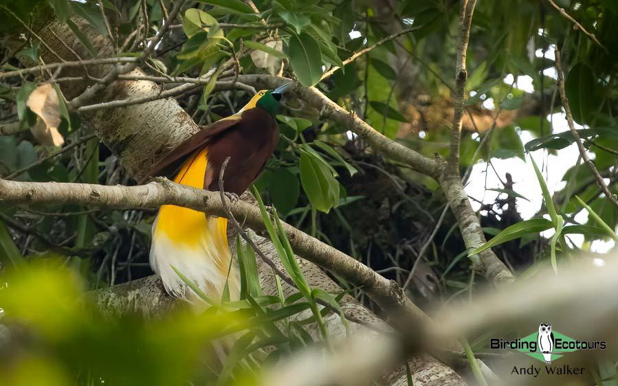Papua New Guinea Bird Tour