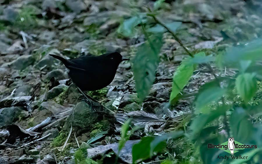 Papua New Guinea Bird Tour