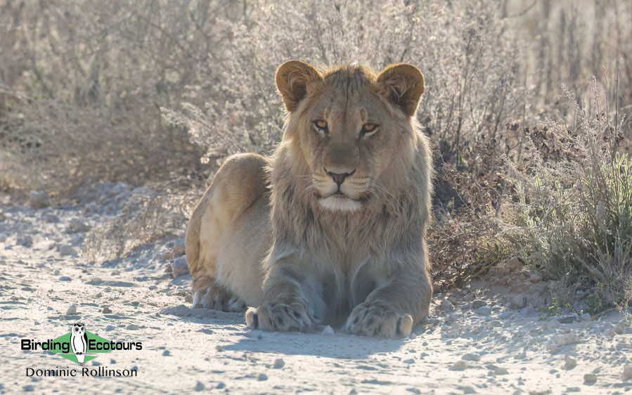 Western South Africa Birding Tour