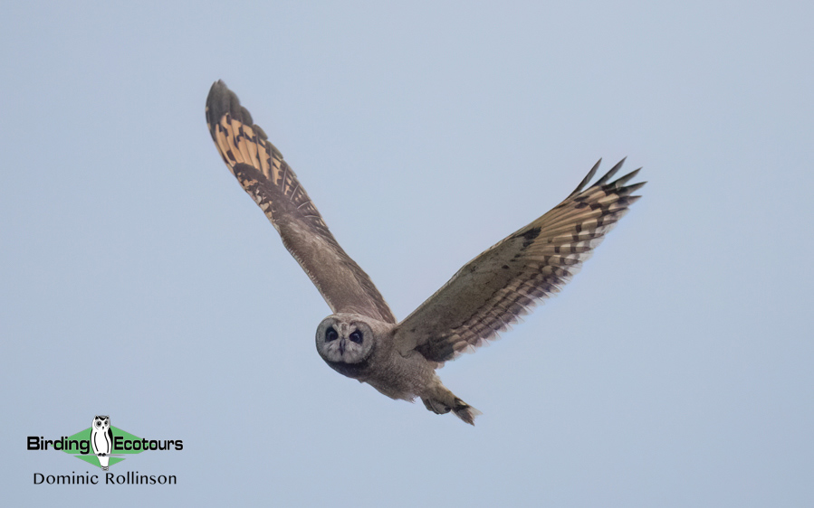 Western South Africa Birding Tour