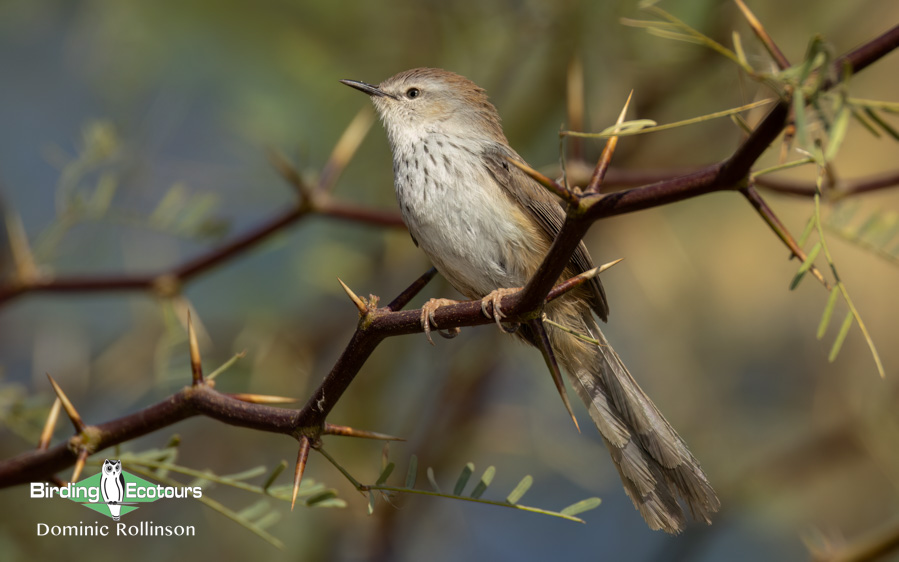 Western South Africa Birding Tour