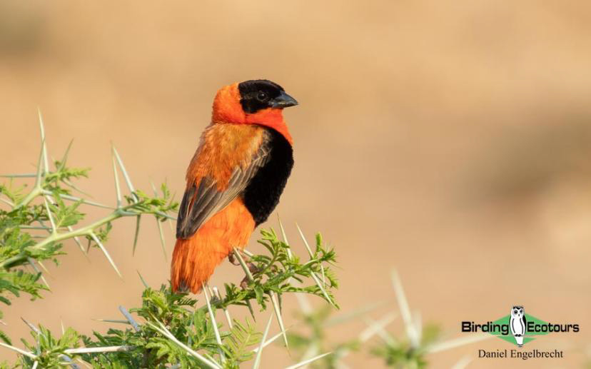 Uganda Birding Tour Report