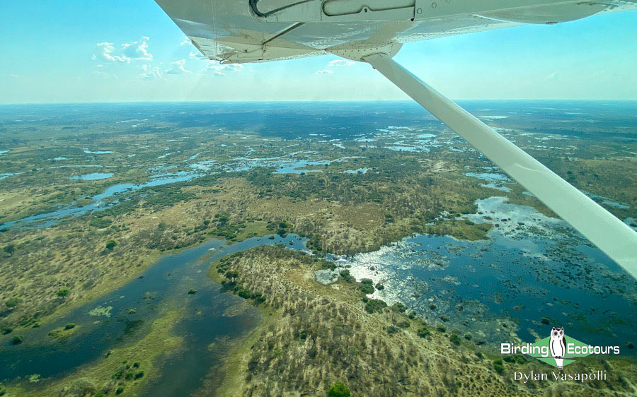 Botswana Birding Safari