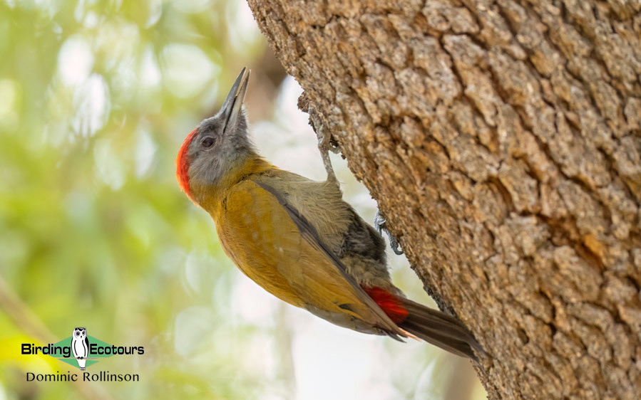 Western South Africa Birding Tour