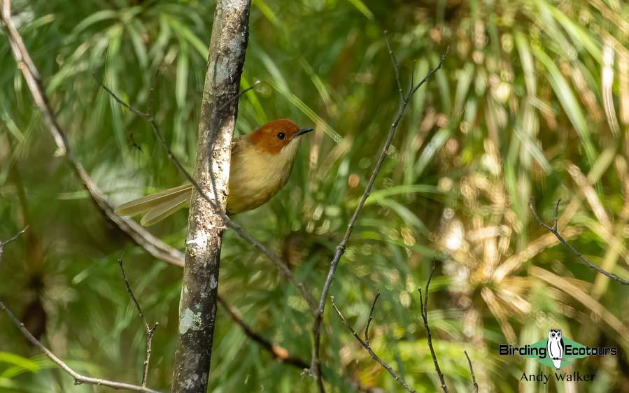 Papua New Guinea Bird Tour
