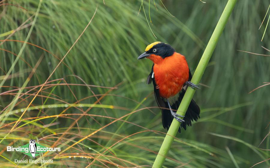 Uganda Birding Tour Report