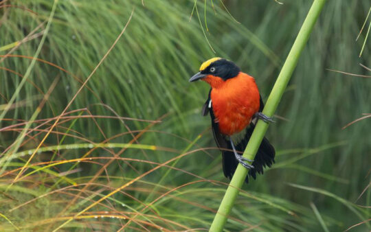 Uganda Birding Tour Report